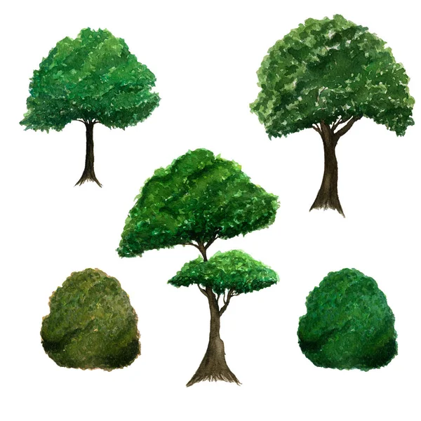 Reihe Grüner Bäume Und Sträucher Isoliert Auf Weißem Botanischem Aquarell — Stockfoto