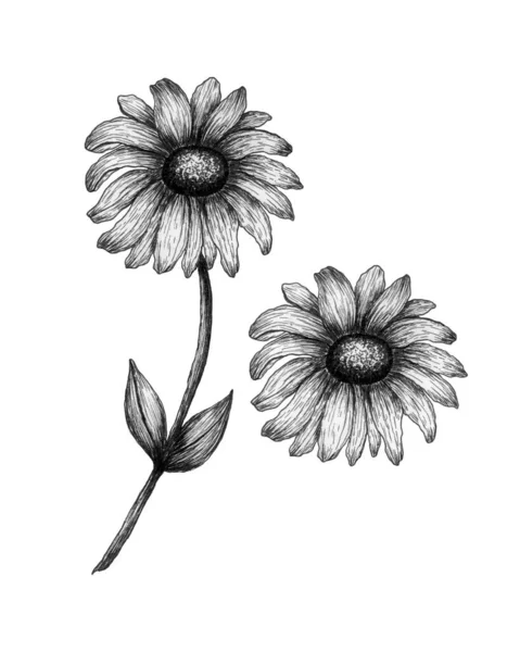 黒と白のデイジーの花は モノクロームの植物図上に隔離されました — ストック写真