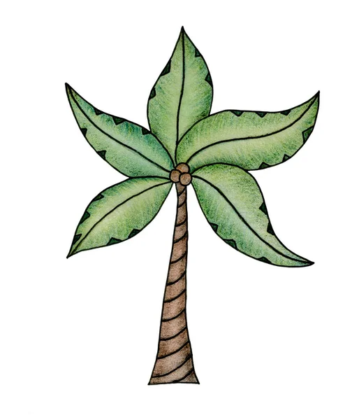 Palmeira Desenho Animado Mão Isolado Branco Ilustração Doodle Tropical Com — Fotografia de Stock