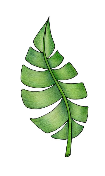 손으로 나뭇잎은 녹색의 디자인 요소에 분리되어 — 스톡 사진