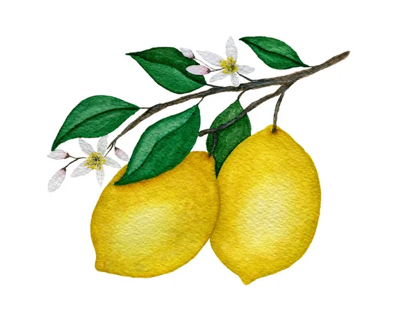 Limon, meyve, yaprak ve çiçeklerle suluboya limon dalıyla el boyaması beyaza ayrılmış dallar üzerine limon resimleri.