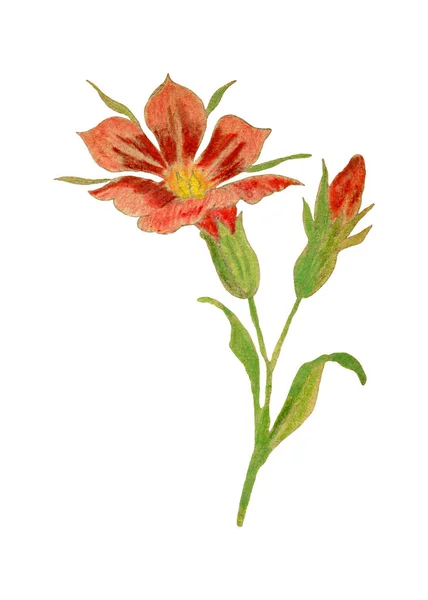 手描きの漫画の花 花のスケッチデザイン要素と白 色鉛筆イラストに隔離されたヴィンテージの赤い花の図面 — ストック写真