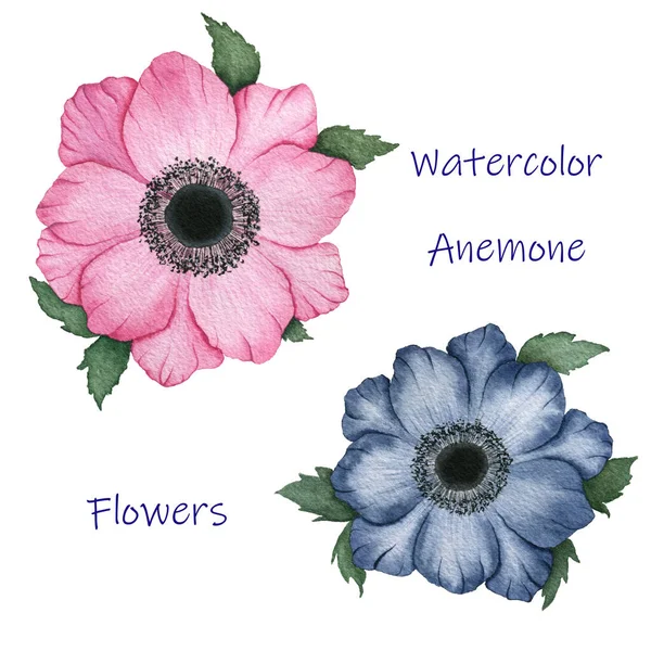 Ροζ Και Μπλε Μπλε Ανεμώνη Λουλούδια Που Απομονώνονται Λευκό Κομψό — Φωτογραφία Αρχείου