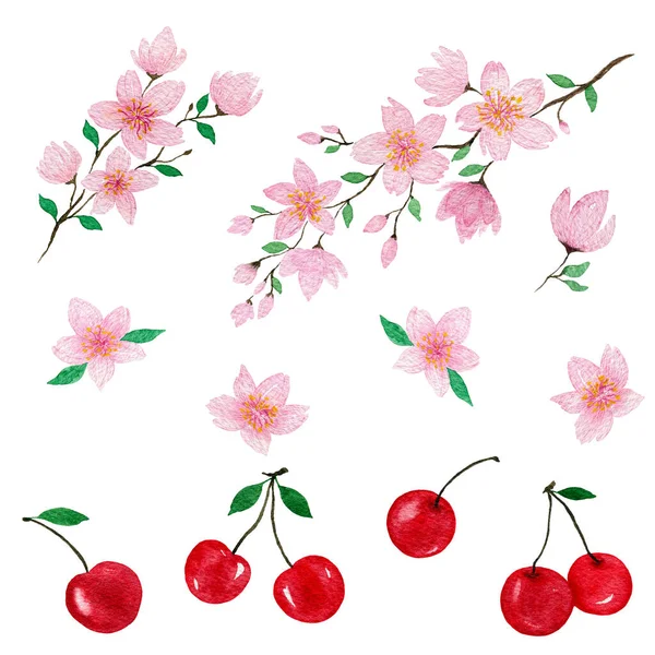 cherry blossom and cherry fruit set, hand painted watercolor illustration with cherries and sakura blossom, cherry blossom branch decoration