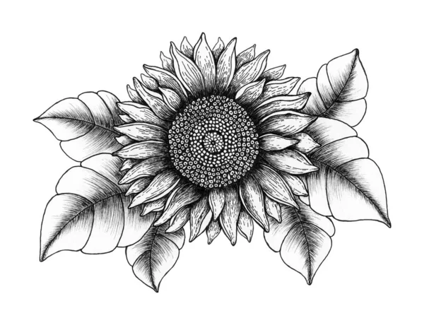Évjárat Napraforgó Illusztráció Kézzel Rajzolt Virágos Tinta Toll Vázlat Fekete — Stock Fotó