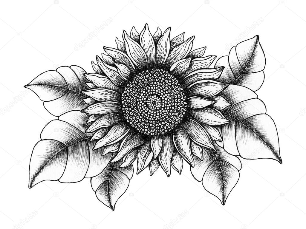 vintage sunflower illustration, hand drawn floral ink pen sketch, black and white sunflower realistic design isolated on white, botanical line art design