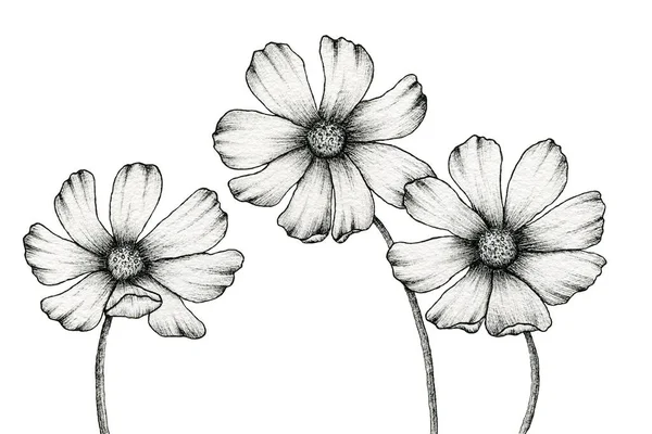 单色宇宙花朵在白色 花纹线条艺术上与古色古香的宇宙花朵相分离 现实的花朵画 — 图库照片