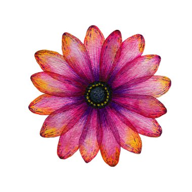 Parlak pembe ve mor tek yıldız çiçeği beyaz üzerine izole edilmiş, el çizimi canlı renkler desenler, çıkartmalar veya simgeler için harika.