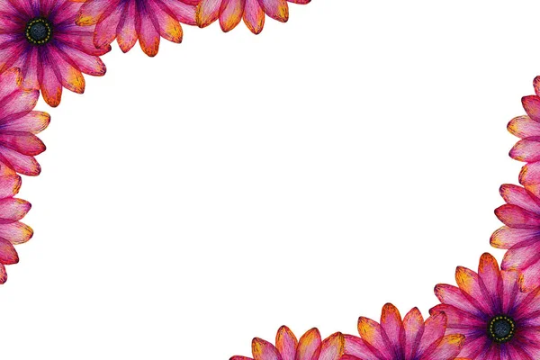 生机勃勃的粉色和紫色菊花花框 色彩艳丽的植物图解 手绘抽象菊花 母亲节花卡设计 情人节或邀请函 — 图库照片