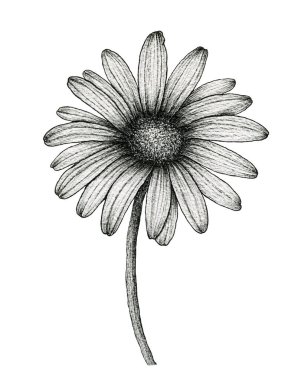 Beyaz, siyah ve beyaz papatya dizaynına izole edilmiş bir papatya çiçeğinin mürekkep çizimi, beyaz papatya desenli el çizimi sanat botanik çizimi.