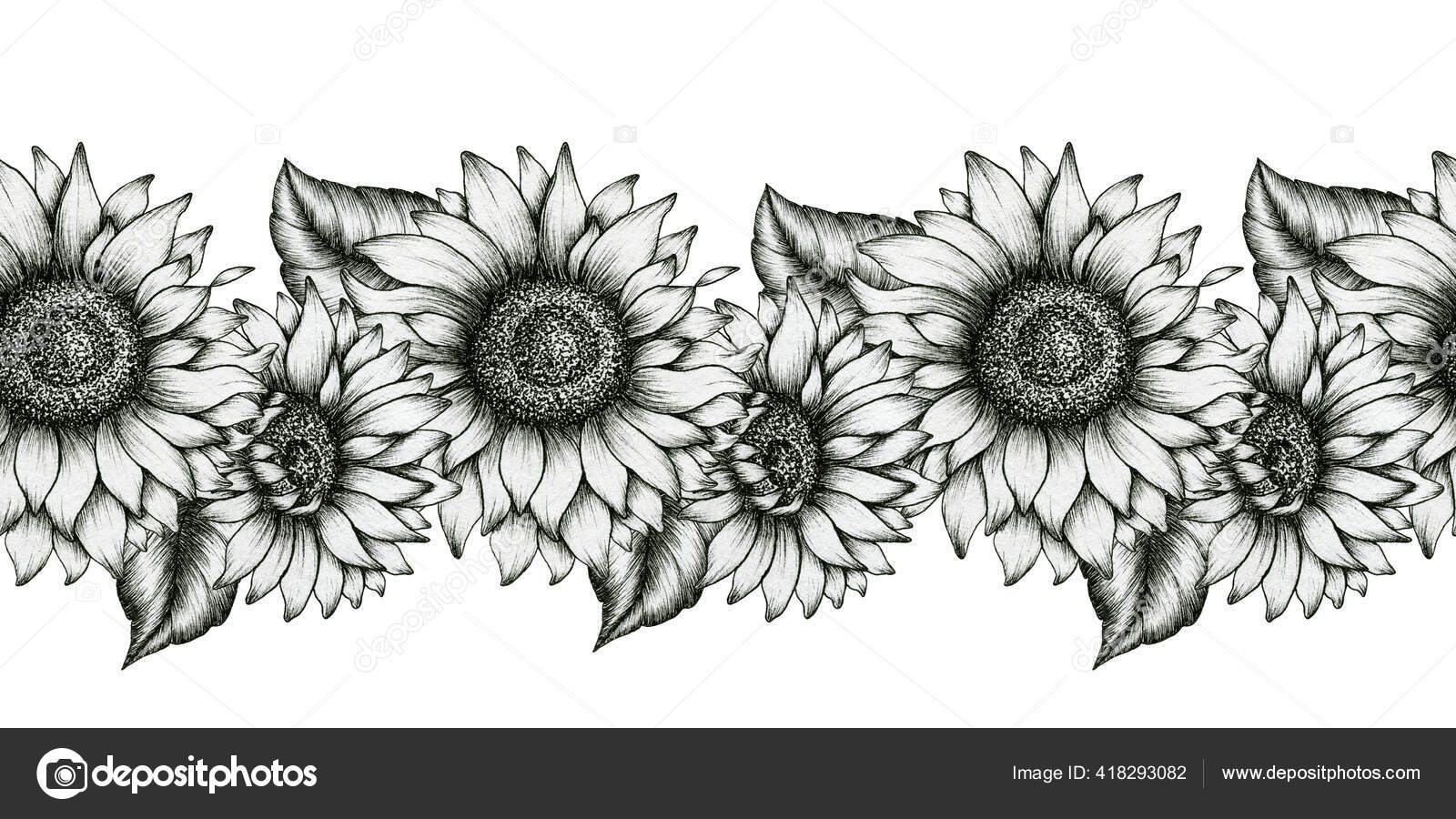 Black White Sunflowers Seamless Border Realistic Wildflowers Decorative ...