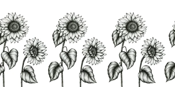 Vintage Sunflowers Seamless Border Black White Wildflowers Decorative Illustration Sunflower — Stock Photo, Image