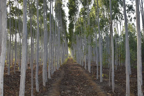 Yeşil Okaliptüs Bitki Çiftlik Merkezi Görünümü