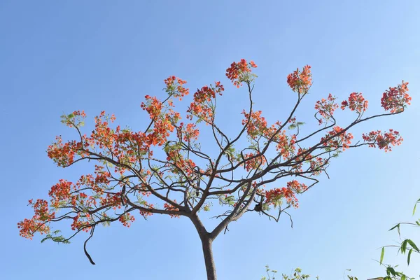 绿花树植物农场中心视图 — 图库照片