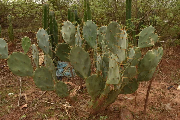 IMPIANTO DI CACTUS CON PENSIONI DI SHARP NELLA FORESTA — Foto Stock