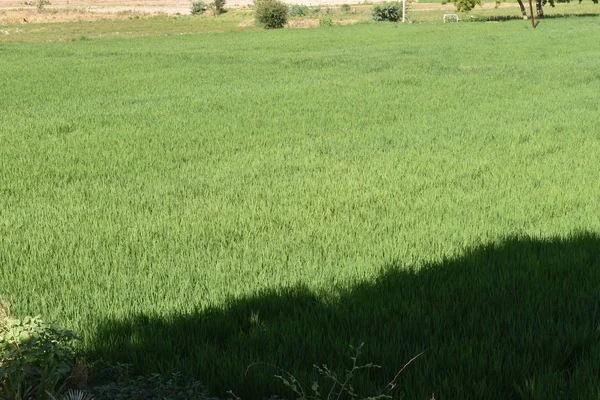 Sabah yeşil Paddy alan güzel görünümü