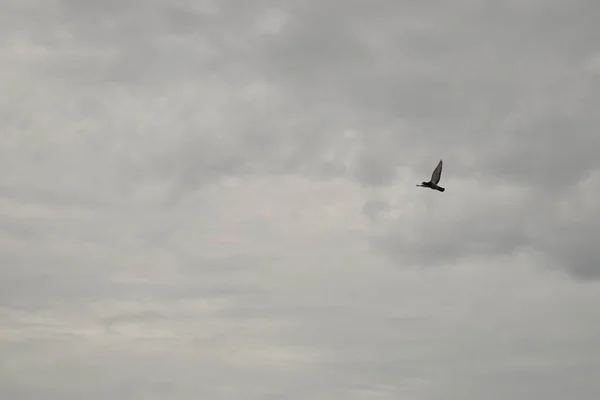 Schöne Taube fliegt in den wolkenverhangenen Himmel — Stockfoto