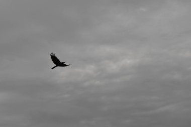 Bulutların arka planıyla gökyüzünde bir karga uçuyor.