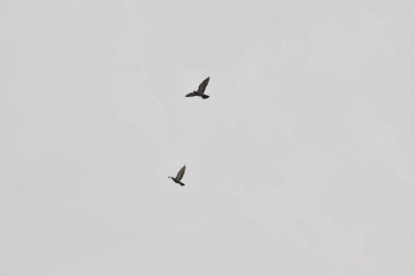 Güzel Güvercinler Gökyüzünde Uçuyor