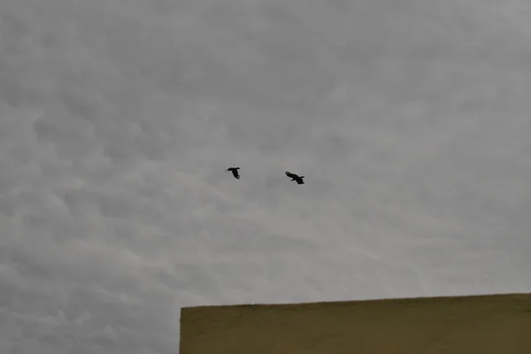 两只乌鸦在天空中飞翔，背景是云 — 图库照片