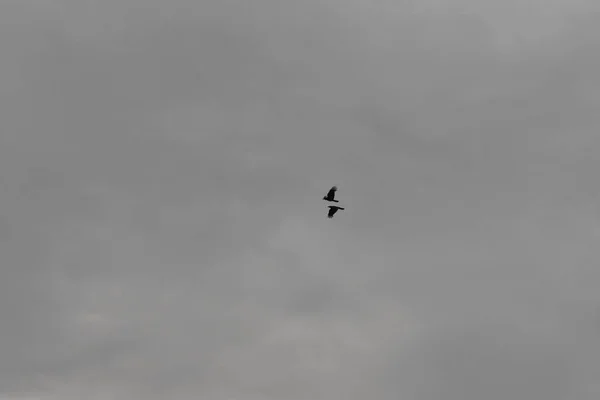 Zwei Krähen fliegen am Himmel mit dem Hintergrund der Wolken — Stockfoto