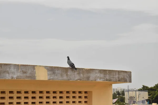 Eine Taube sitzt auf dem Dach des Gebäudes — Stockfoto