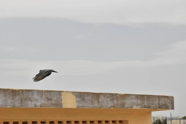 Um pígeon está voando da parte superior da construção — Fotografia de Stock