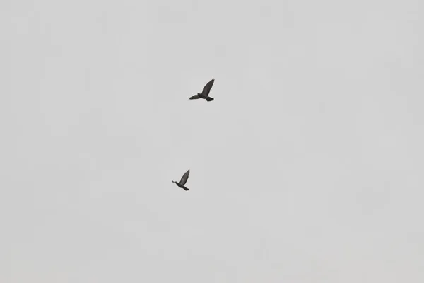 PIGEONS BEAUTIFUL estão voando no céu — Fotografia de Stock