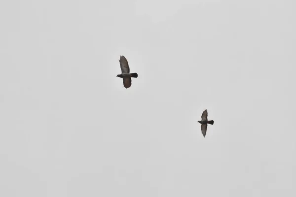 Krásní holubi létají na obloze — Stock fotografie