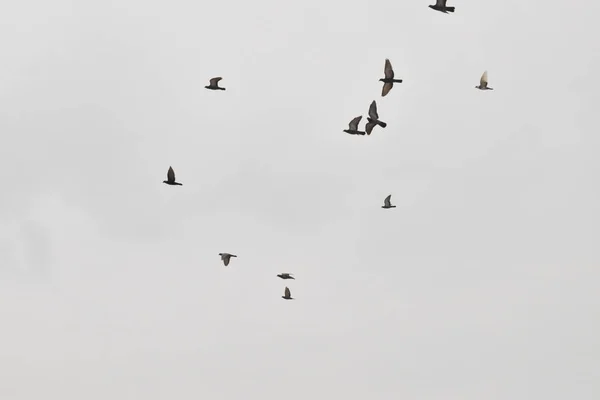 Mooie duiven vliegen in de lucht — Stockfoto