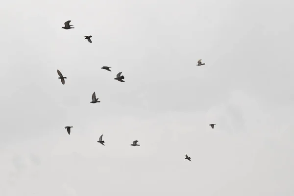 Mooie duiven vliegen in de lucht — Stockfoto