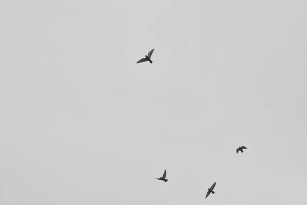Piękne gołębie latają w niebo — Zdjęcie stockowe