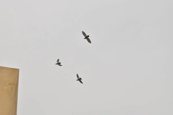 Mooie duiven vliegen in de lucht — Stockfoto
