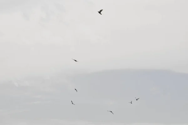Güzel Güvercinler Gökyüzünde Uçuyor — Stok fotoğraf