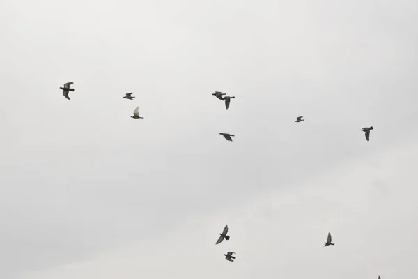 Güzel Güvercinler Gökyüzünde Uçuyor — Stok fotoğraf