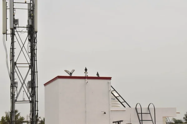 Os pombos estão a sentar-se no tanque de cabeça. — Fotografia de Stock