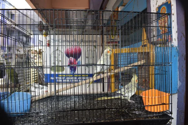 BEAUTIFUL PAIR OF BIRDS in the CAGE — стоковое фото