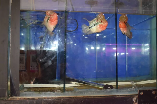 Schöne Blütenhornfische im Aquarium — Stockfoto
