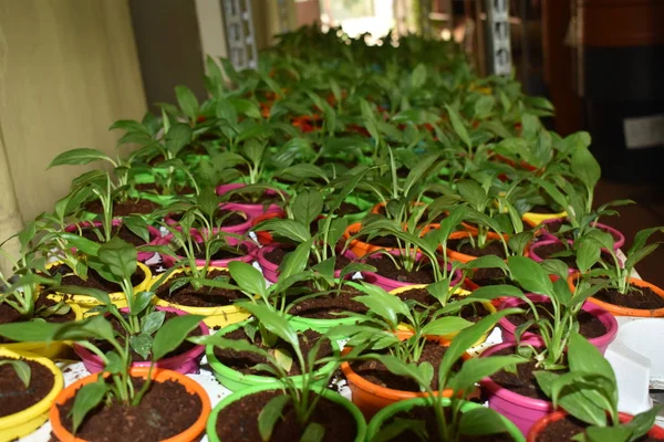 Bir Kreş küçük güzel barış zambak bitkiler