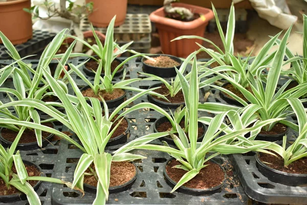 Gyönyörű Spider növények cserepes az óvodában — Stock Fotó