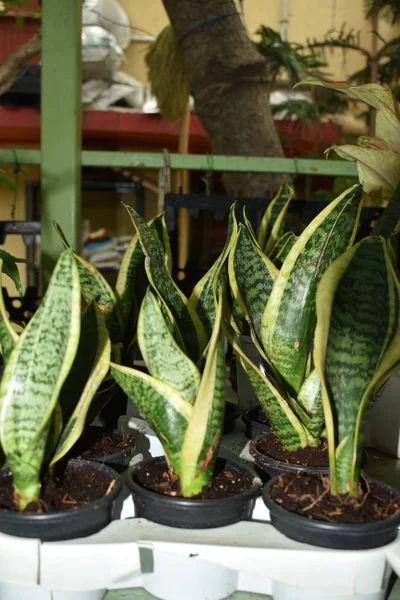 Kreşte Saksılı Güzel Yılan Bitkileri