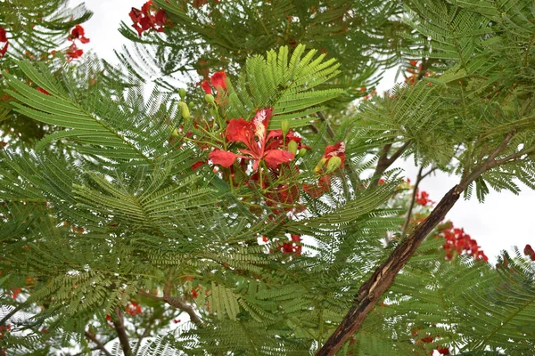 Червоні павича квіти на дерево Пойана — стокове фото