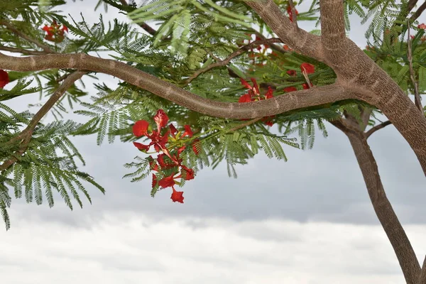 Czerwone Paw kwiaty na Poinciana Tree — Zdjęcie stockowe