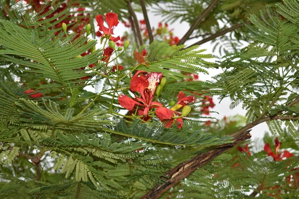 Czerwone Paw kwiaty na Poinciana Tree — Zdjęcie stockowe