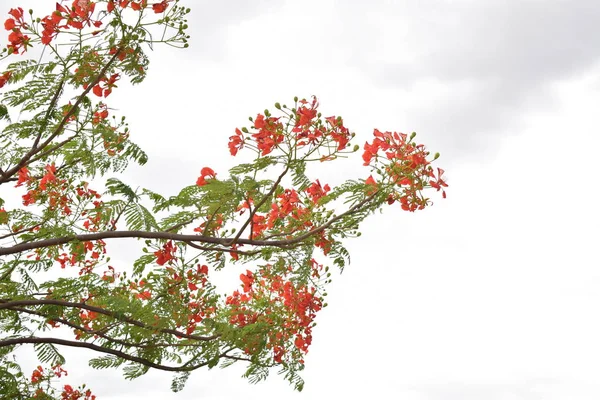 Poinciana Ağacı Üzerinde Kırmızı Tavus Kuşu Çiçekleri