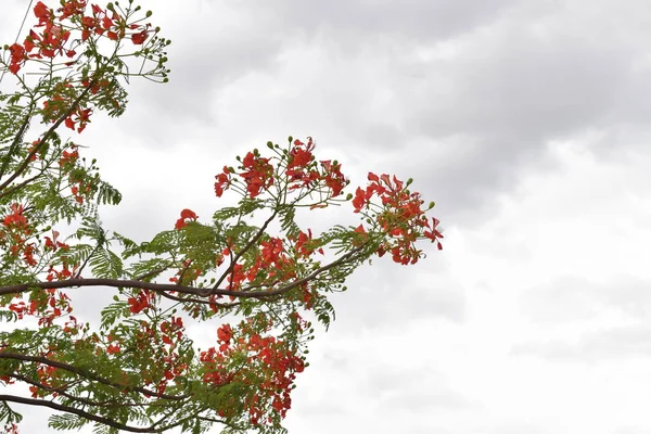 红孔雀花在庞西亚纳树上 — 图库照片