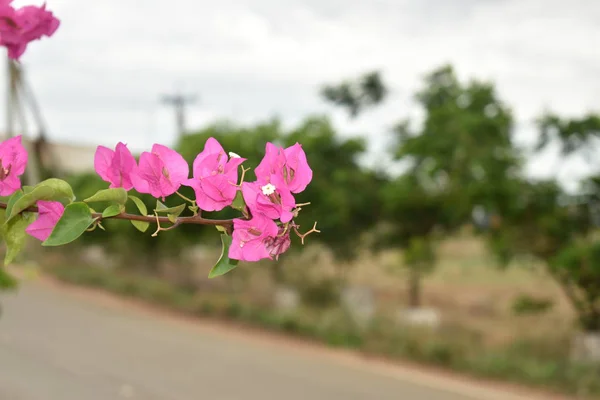 Gyönyörű Pink Color virág a Blur háttér — Stock Fotó