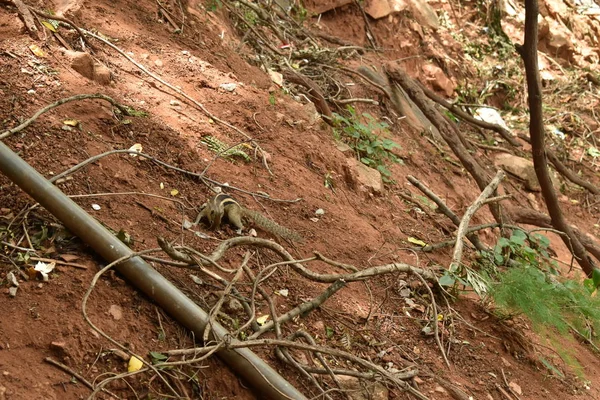 Yerde bir sincap ve ormanda yiyecek arıyor