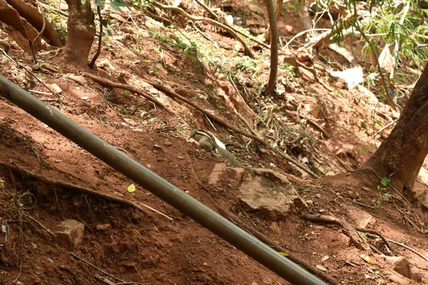 Yerde bir sincap ve ormanda yiyecek arıyor