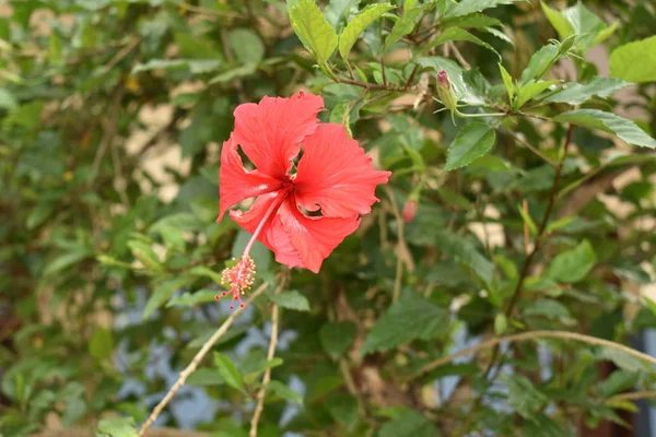 Bulanıklık arka plan ile bitkidoğal kırmızı ebegümeci çiçek